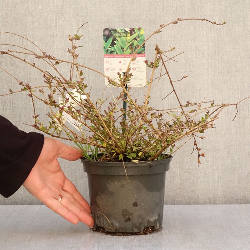 Exemplar von Lonicera nitida Garden Clouds Copper Glow - Heckenmyrte Topf mit 2L/3L wie im Frühjahr geliefert