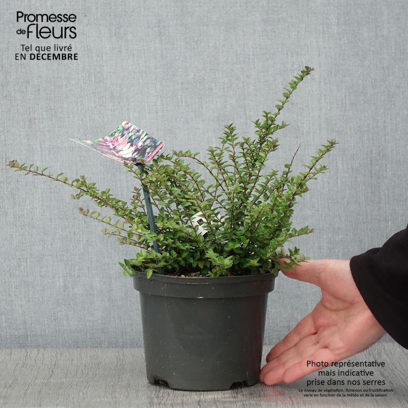 Example of Lonicera nitida Purple Storm - Heckenmyrte Topf mit 2L/3L as you get in automne