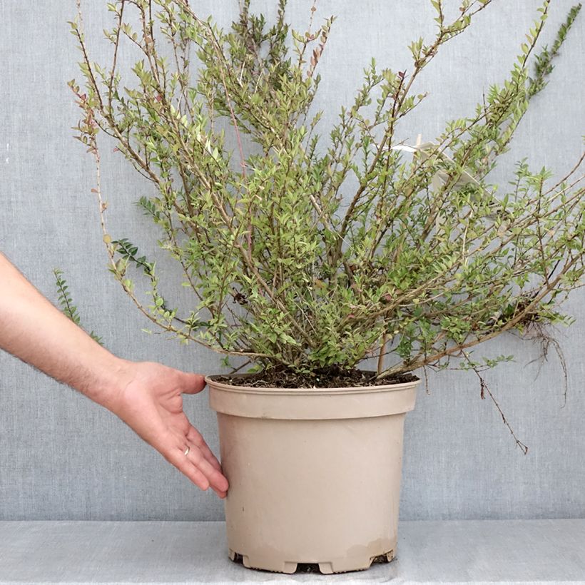 Example of Lonicera nitida Purple Storm - Heckenmyrte Topf mit 7,5L/10L as you get in ete