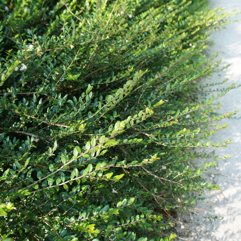 Lonicera nitida Hohenheimer Findling - Heckenmyrte (Foliage)