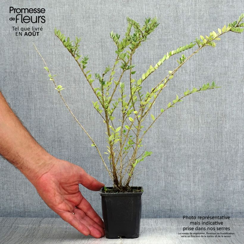 Exemplar von Lonicera nitida Hohenheimer Findling - Heckenmyrte Kleine Töpfe von 8/9 cm wie im Sommer geliefert