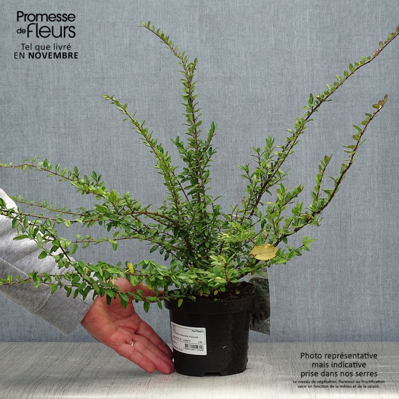 Example of Lonicera nitida Hohenheimer Findling - Heckenmyrte Topf mit 1L/1,5L as you get in automne
