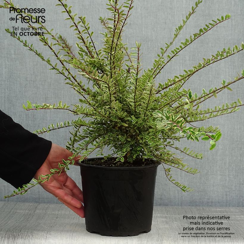 Example of Lonicera nitida Lemon Beauty - Heckenmyrte Topf mit 2L/3L as you get in automne