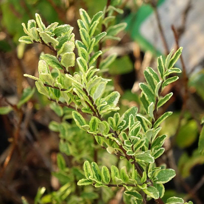 Lonicera nitida Lemon Beauty - Heckenmyrte (Foliage)