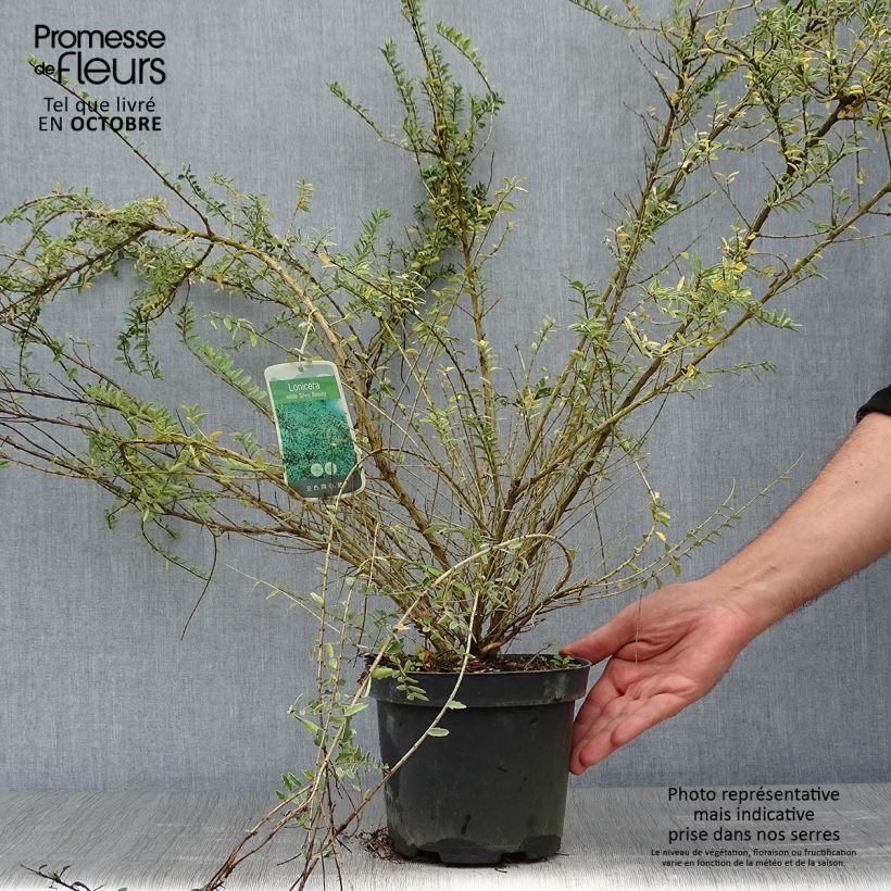 Example of Lonicera nitida Silver Beauty - Heckenmyrte Topf mit 2L/3L as you get in automne