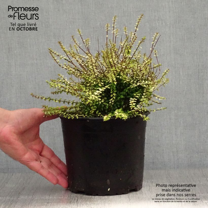 Example of Lonicera nitida Twiggy - Heckenmyrte Topf mit 2L/3L as you get in automne