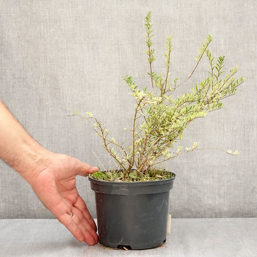 Exemplar von Lonicera nitida Twiggy - Heckenmyrte Topf mit 2L/3L wie im Sommer geliefert