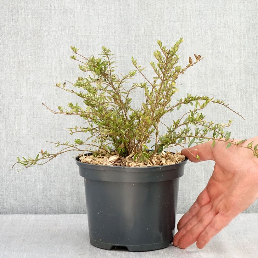 Exemplar von Lonicera nitida Twiggy - Heckenmyrte Topf mit 2L/3L wie im Frühjahr geliefert