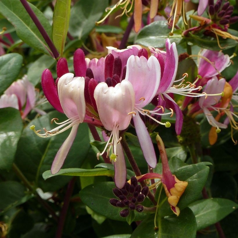 Lonicera periclymenum Serotina - Wald-Geißschlinge (Flowering)