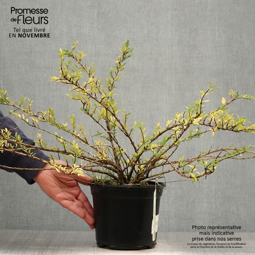 Example of Lonicera pileata - Böschungsmyrthe Topf mit 2L/3L as you get in automne