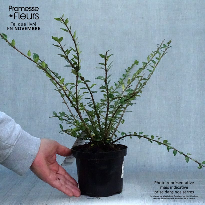 Example of Lonicera pileata Mossgreen - Böschungsmyrthe Topf mit 1L/1,5L as you get in automne
