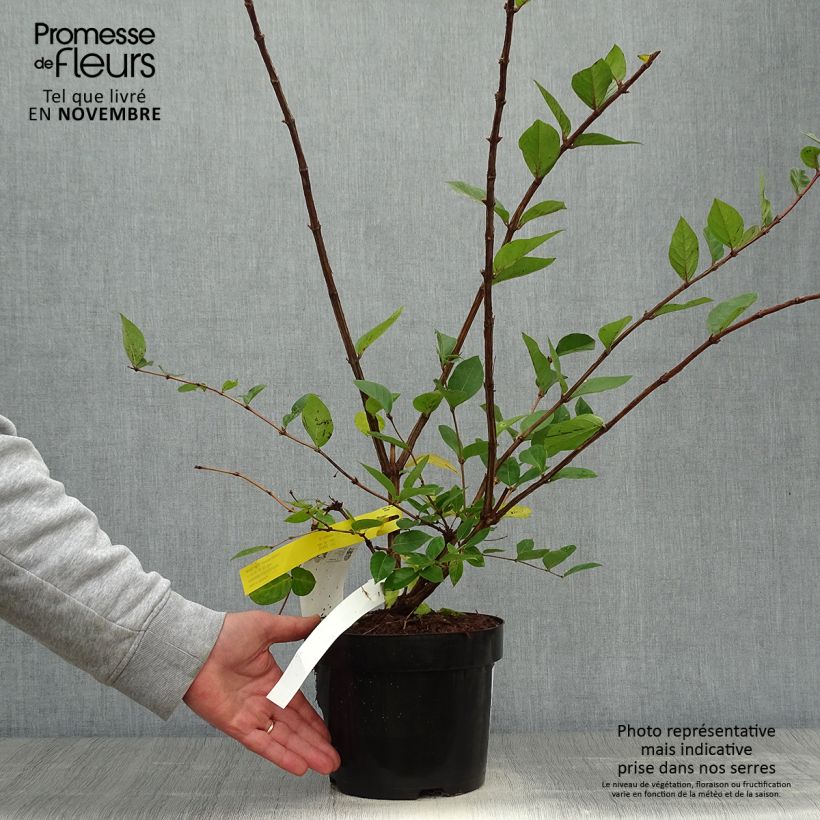 Example of Lonicera purpusii Winter Beauty - Winter-Heckenkirsche Topf mit 3L/4L as you get in automne