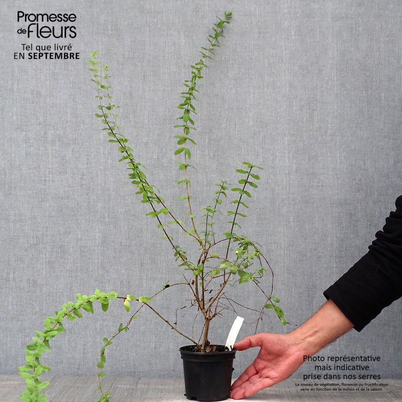 Example of Lonicera syringantha - Heckenkirsche Topf mit 1L/1,5L as you get in automne