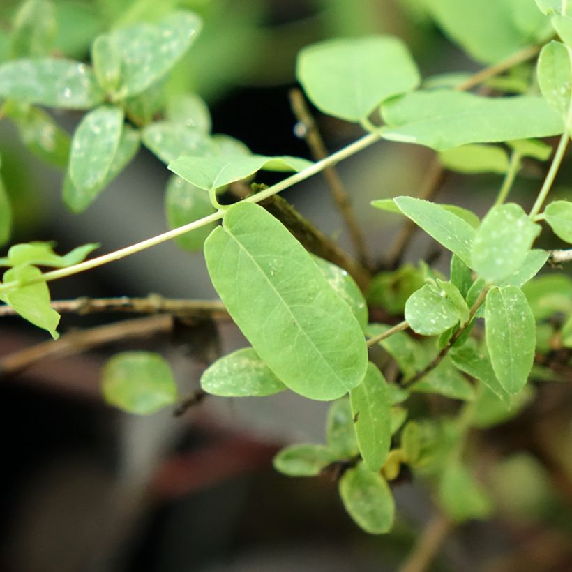 Lonicera syringantha - Heckenkirsche (Foliage)