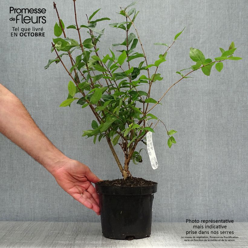 Example of Lonicera tatarica - Tatarische Heckenkirsche Topf mit 2L/3L as you get in automne