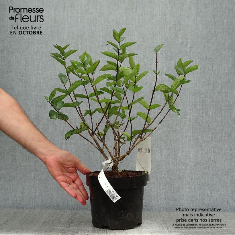 Example of Lonicera tatarica Hack's Red - Tatarische Heckenkirsche Topf mit 3L/4L as you get in automne