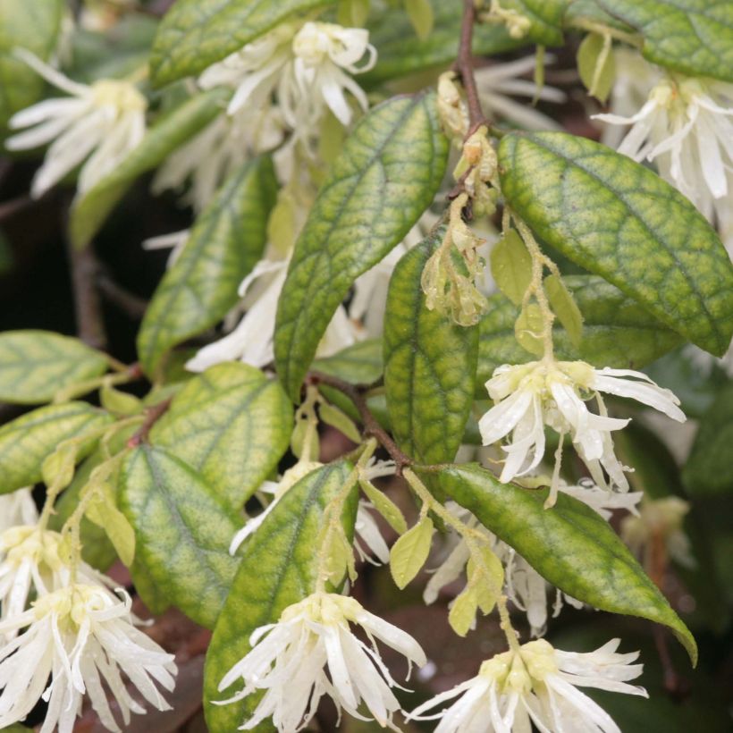 Loropetalum chinense - Riemenblüte (Foliage)