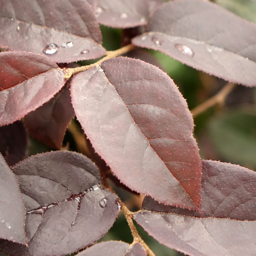 Loropetalum chinense Black Pearl - Riemenblüte (Foliage)