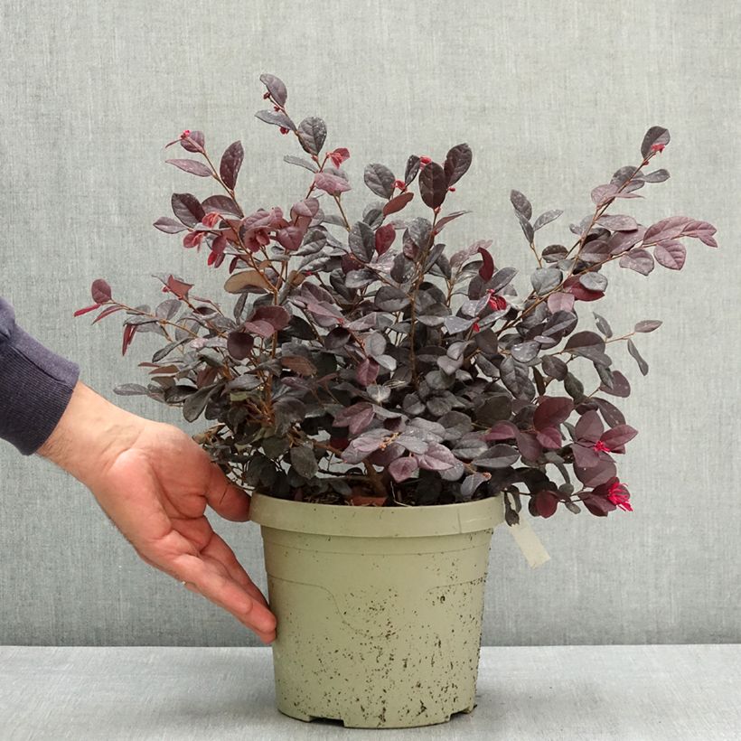 Exemplar von Loropetalum chinense Black Pearl - Riemenblüte Topf mit 3L/4L wie im Sommer geliefert