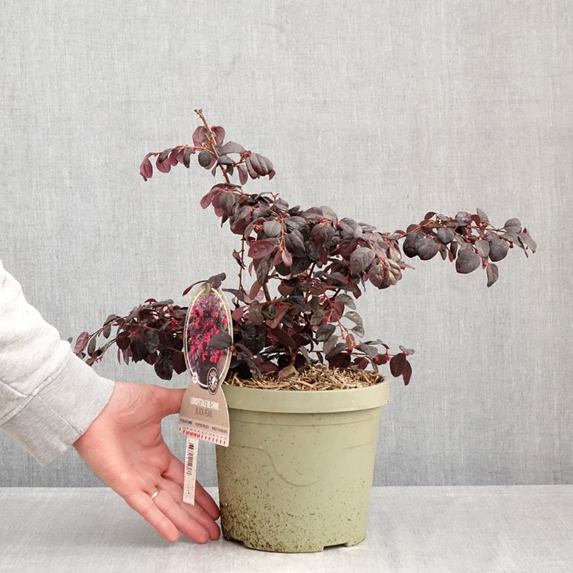 Exemplar von Loropetalum chinense Black Pearl - Riemenblüte Topf mit 3L/4L wie im Winter geliefert