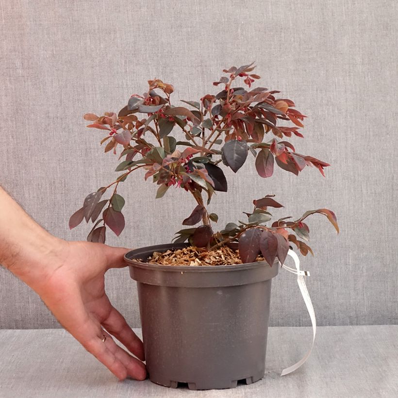 Exemplar von Loropetalum chinense Ever Red - Riemenblüte Topf mit 3L/4L wie im Sommer geliefert