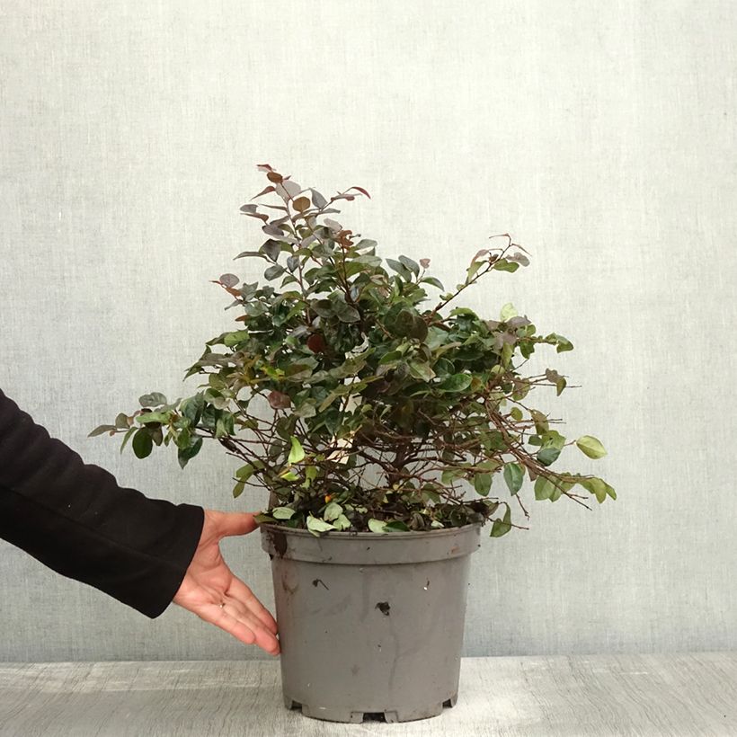 Example of Loropetalum chinense Ever Red - Riemenblüte Topf mit 7,5L/10L as you get in automne