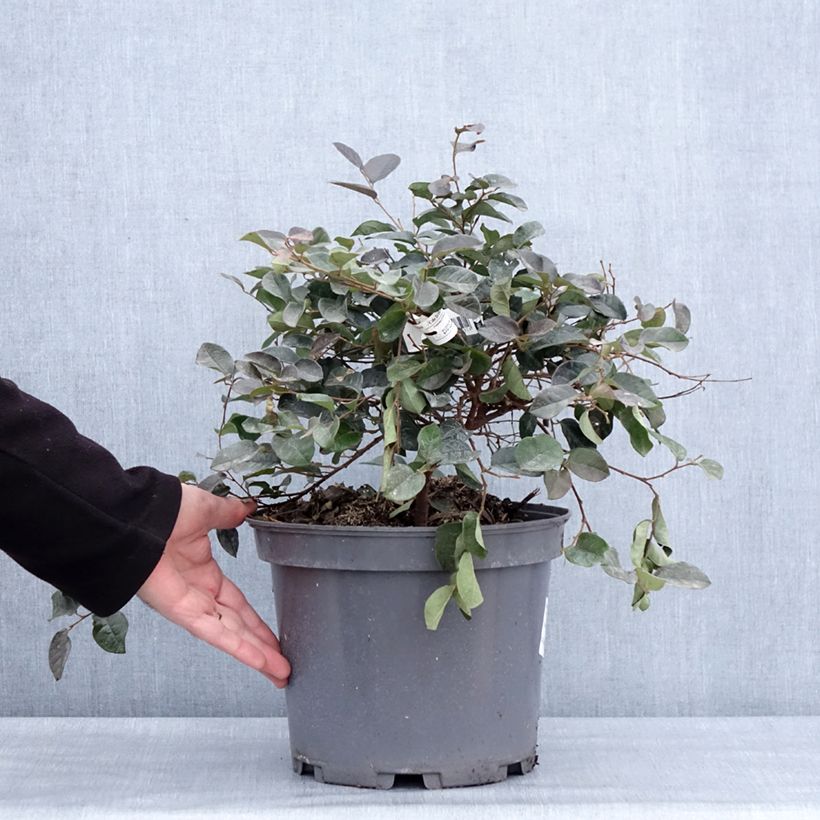 Exemplar von Loropetalum chinense Ever Red - Riemenblüte Topf mit 7,5L/10L wie im Winter geliefert