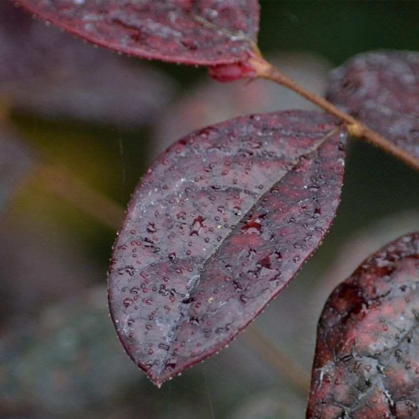 Loropetalum chinense Fire dance - Riemenblüte (Foliage)