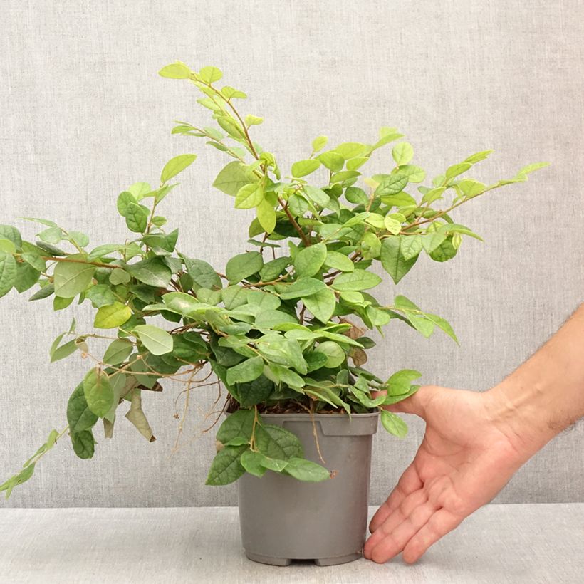 Example of Loropetalum chinense - Riemenblüte Topf mit 2L/3L as you get in ete