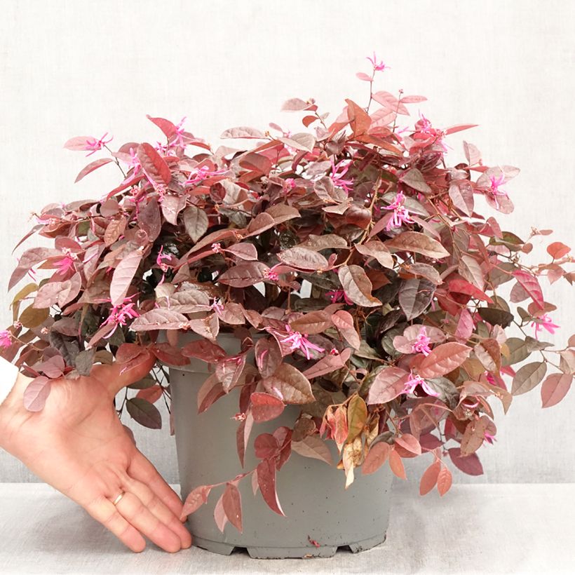 Exemplar von Loropetalum chinense - Riemenblüte Topf mit 7,5L/10L wie im Frühjahr geliefert