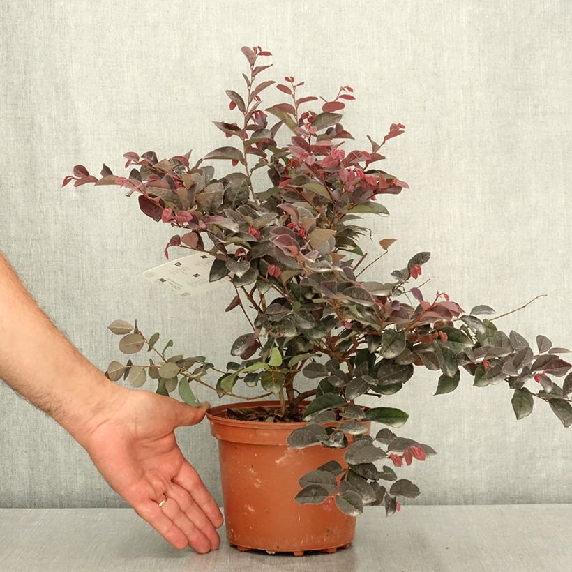 Exemplar von Loropetalum chinense Rose in Black - Riemenblüte Topf mit 2L/3L wie im Sommer geliefert