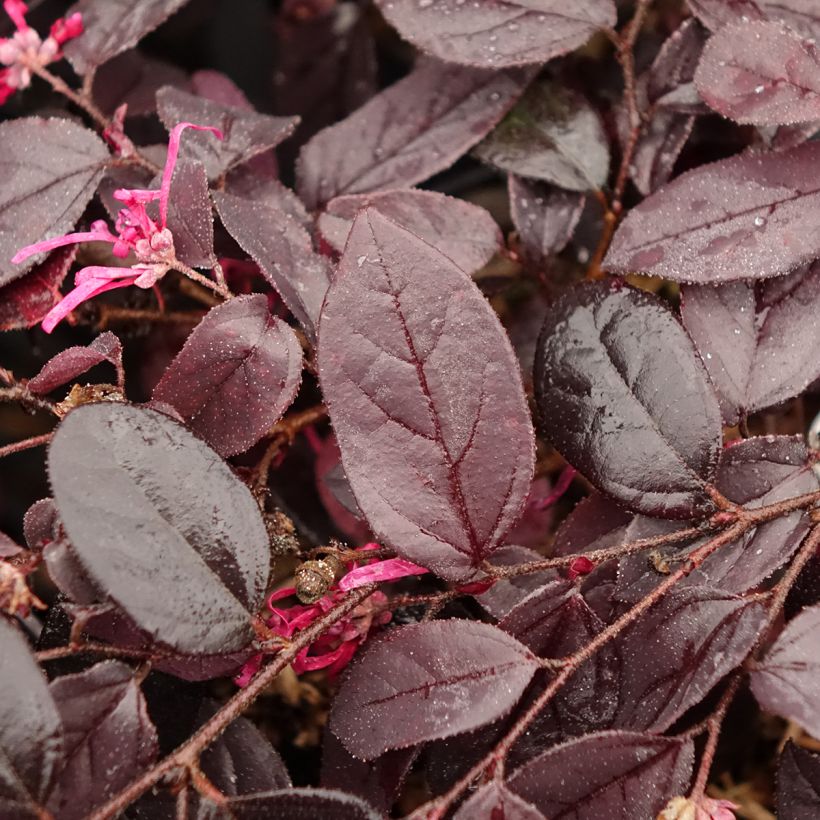 Loropetalum chinense Rouge de la Majorie - Riemenblüte (Laub)