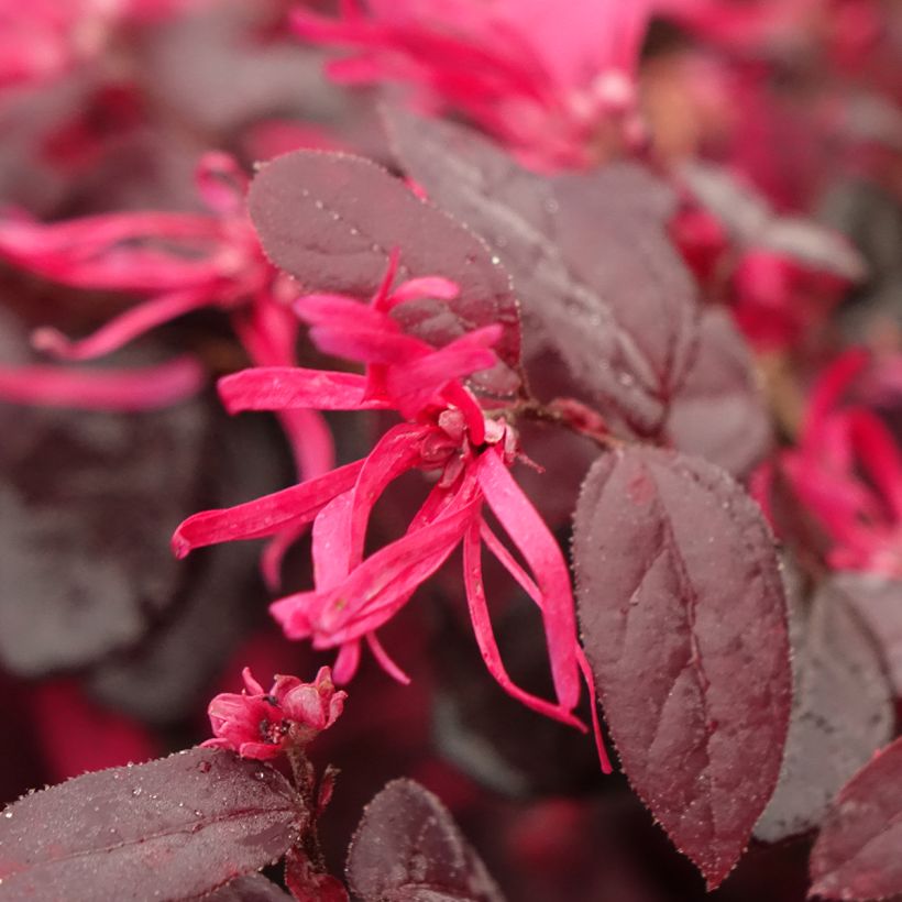 Loropetalum chinense Rouge de la Majorie - Riemenblüte (Blüte)