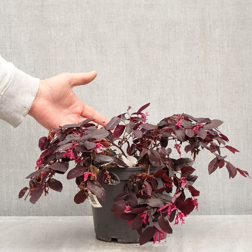 Exemplar von Loropetalum chinense Rouge de la Majorie - Riemenblüte Topf mit 3L/4L wie im Frühjahr geliefert