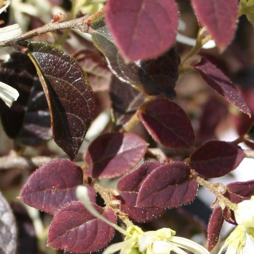 Loropetalum chinense Ruby Snow - Riemenblüte (Foliage)