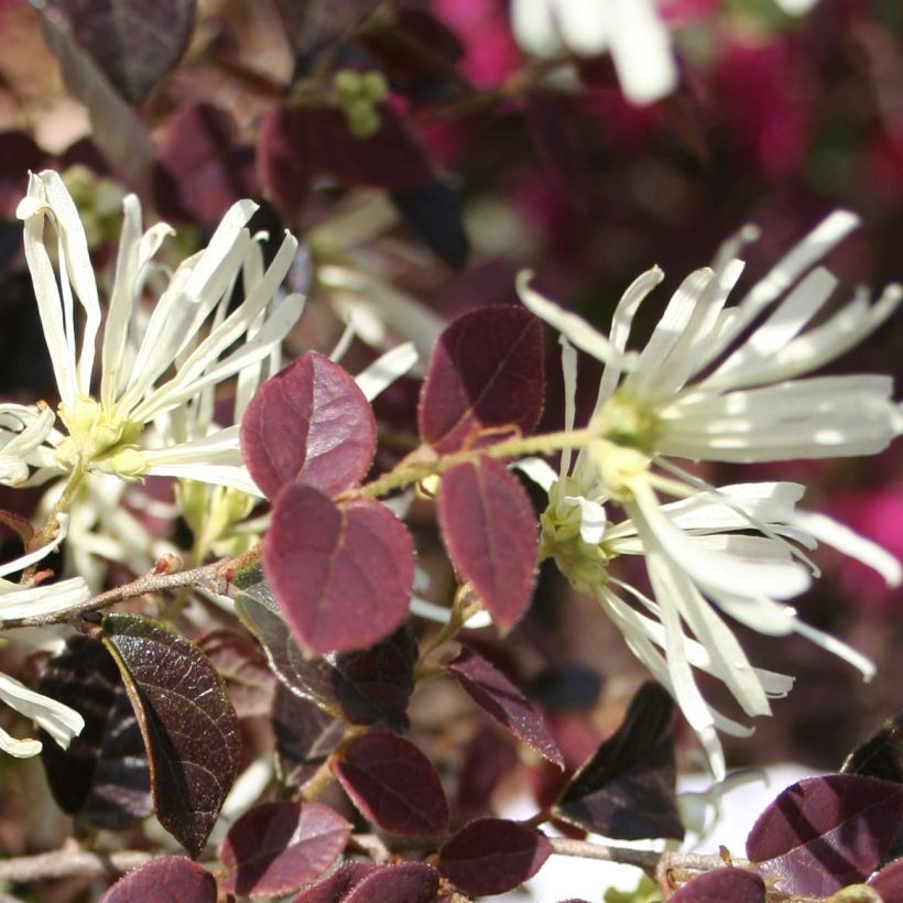 Loropetalum chinense Ruby Snow - Riemenblüte (Flowering)