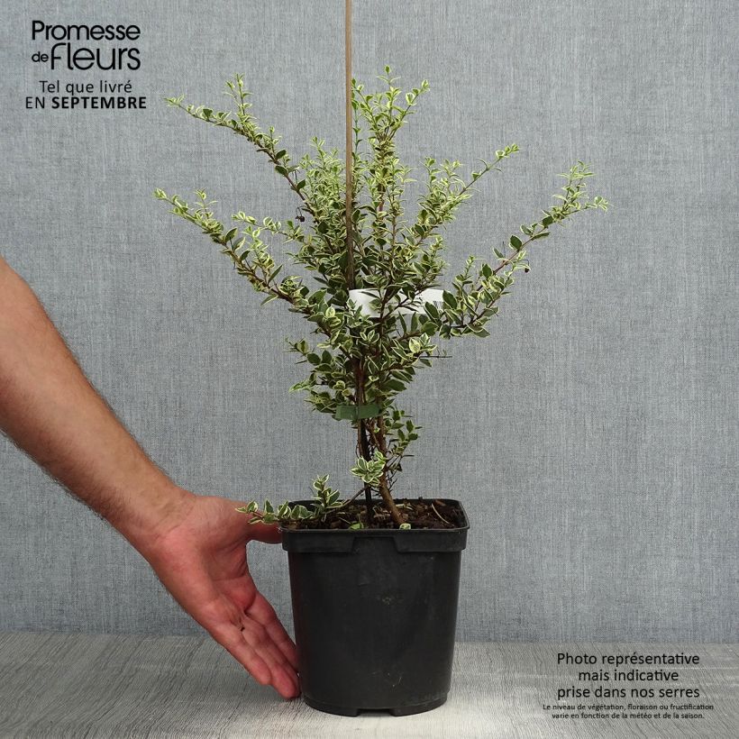 Example of Luma apiculata Glanleam Gold - Chilenische Myrte Topf mit 3L/4L as you get in automne