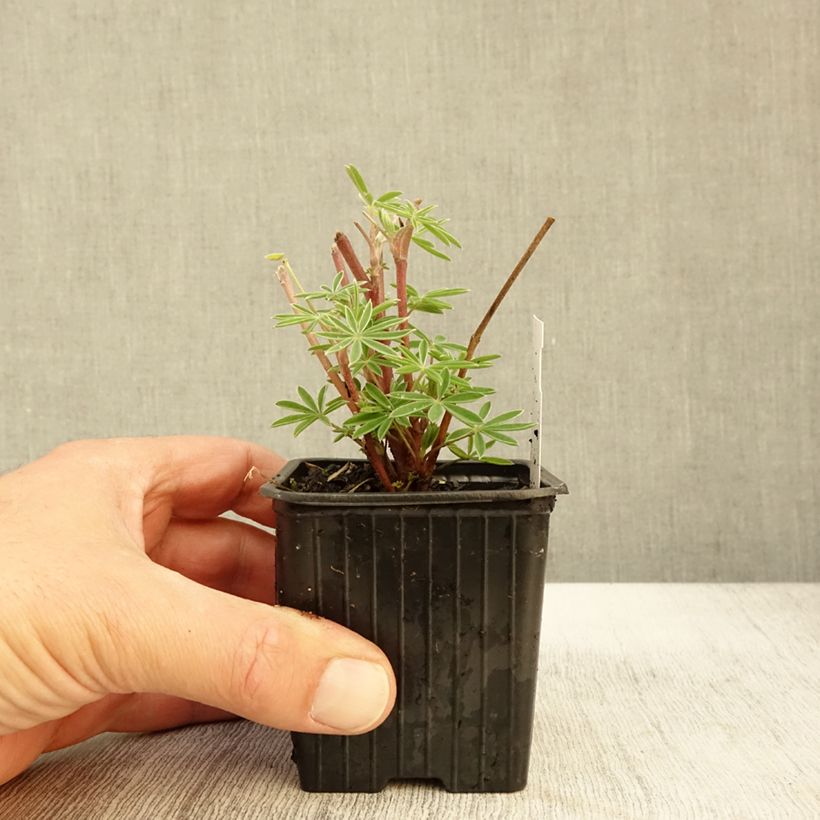 Example of Baum-Lupine - Lupinus arboreus Kleine Töpfe von 7/8 cm as you get in automne