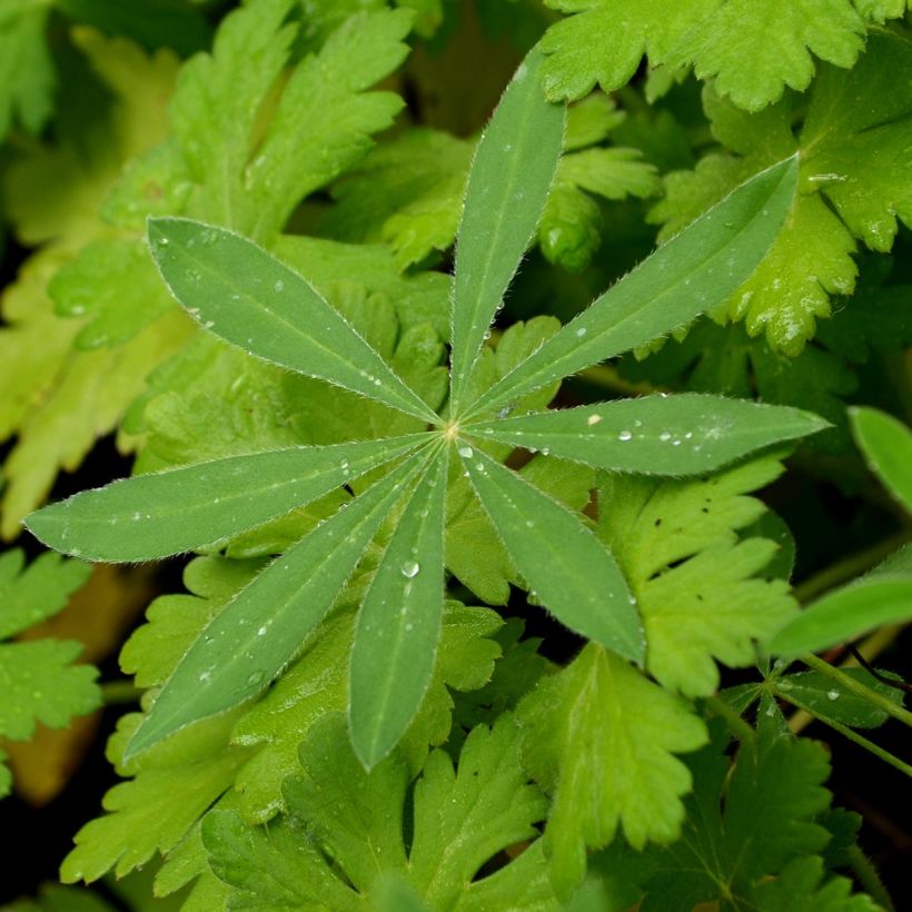 Staudenlupine Gallery Pink (Foliage)