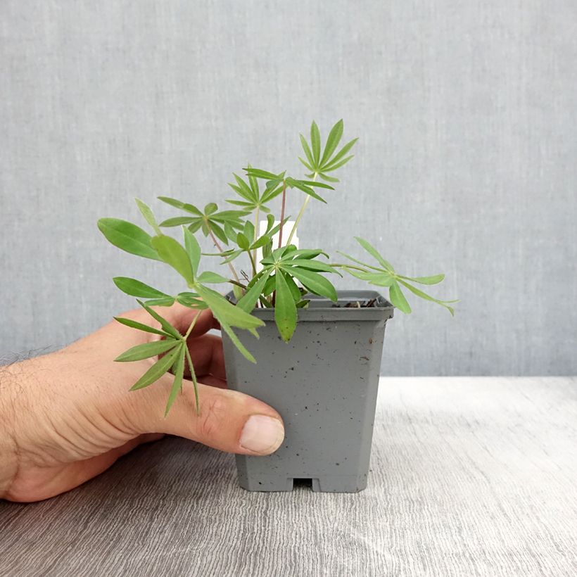Example of Staudenlupine Gallery Pink Kleine Töpfe von 8/9 cm as you get in automne
