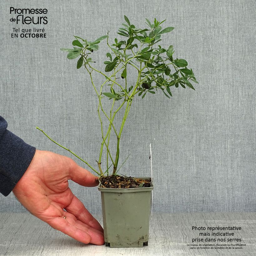 Example of Baptisia Purple Smoke - Indigolupine Kleine Töpfe von 8/9 cm as you get in automne