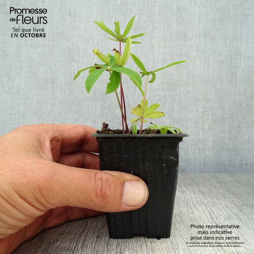 Example of Staudenlupine The Governor Kleine Töpfe von 7/8 cm as you get in automne