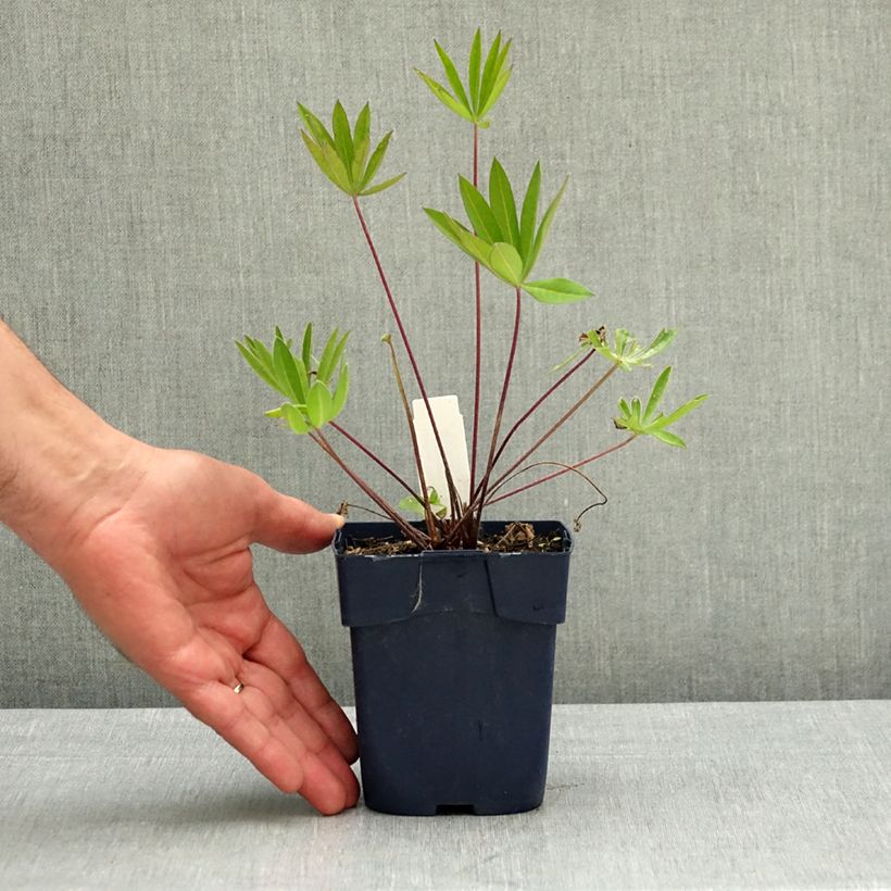 Exemplar von Lupin Le Gentilhomme (The Governor) bleu Pot de 2L/3L wie im Frühjahr geliefert
