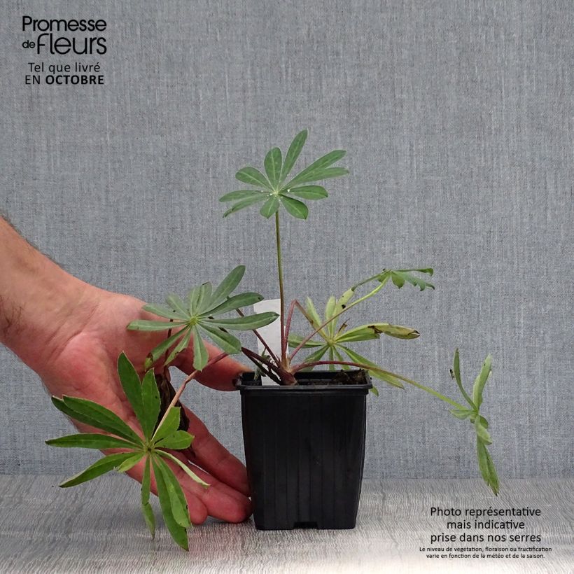 Example of Staudenlupine West Country Manhattan Lights Kleine Töpfe von 8/9 cm as you get in automne