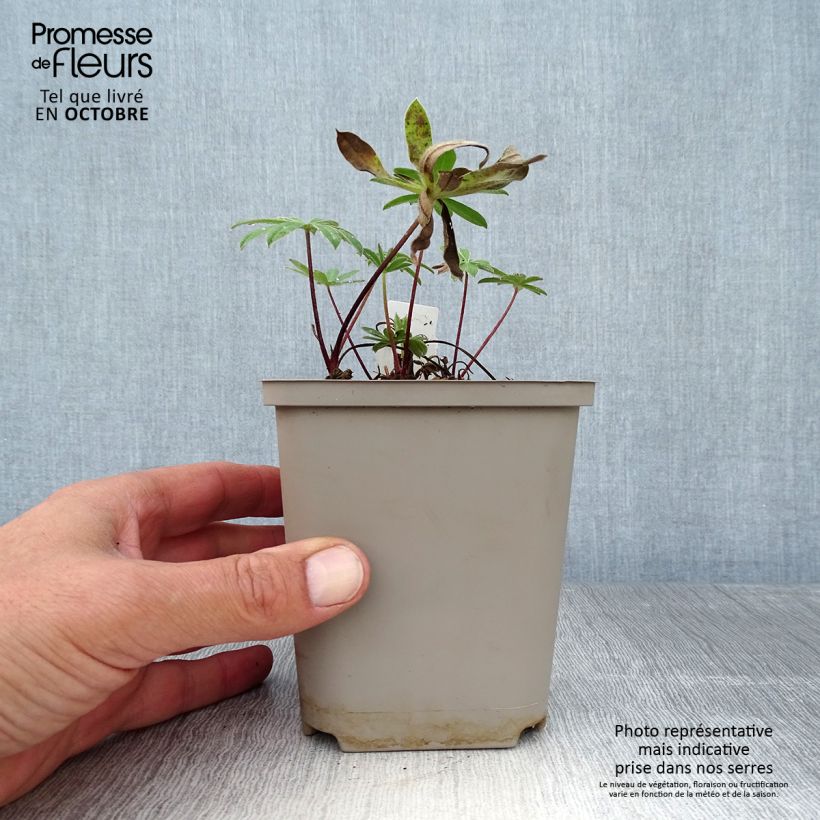 Example of Staudenlupine West Country Red Rum Topf 10 cm/11cm as you get in automne