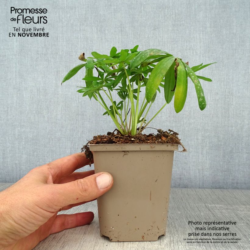 Example of Staudenlupine West Country Terracotta Topf 10 cm/11cm as you get in automne