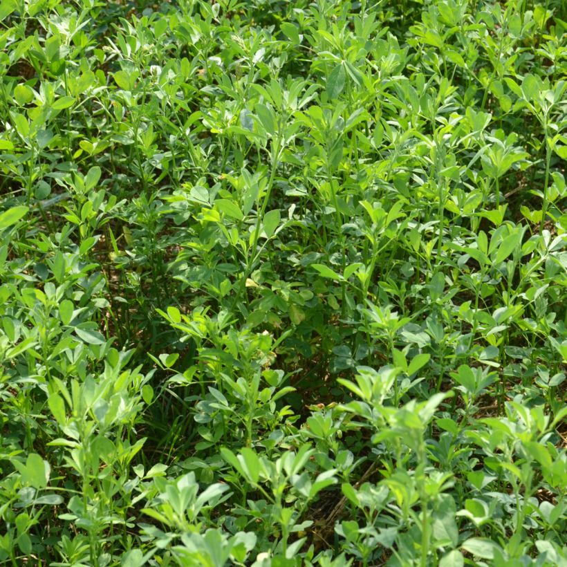 Saat-Luzerne - Medicago sativa (Plant habit)