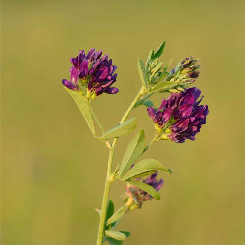 Saat-Luzerne - Medicago sativa (Flowering)