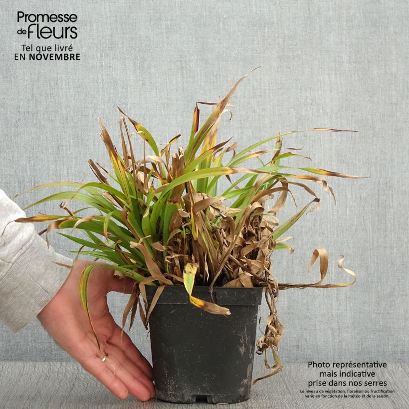 Example of Wald-Hainsimse - Luzula sylvatica Topf mit 2L/3L as you get in automne