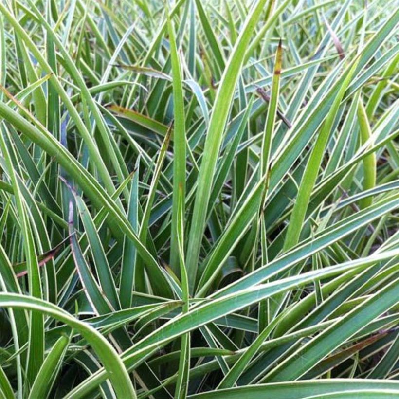 Wald-Hainsimse Marginata - Luzula sylvatica (Flowering)